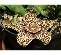 Portal Cool Stapelia variegata - Offset