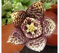 Portal Cool Stapelia variegata Orbea 5.5cm Pot Succulente Cactus Casa Flora