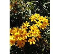 Portal Cool Tagetes Lemmonii Messicano Bush Marigold