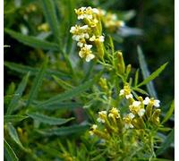 Portal Cool Tagetes minuta - Huacatay - Riesengewürztagetes - 550 semi freschi