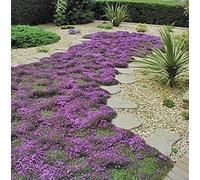 Portal Cool Thymus Serpyllum (20 grani)