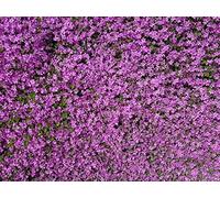 Portal Cool Timo serpillo Thymus serpyllum Viola Rosa Groundcover Ground Cover 200 Seeds