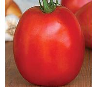 Portal Cool Tomato salsa di pomodoro più grande Supersauce semi ibridi 100Pcs del mondo