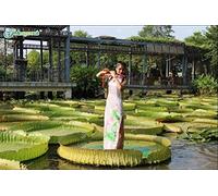 Portal Cool Victoria Amazonica 5 Semi Semi Originali Lotus Ninfea