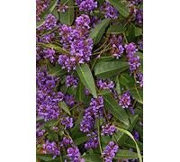 Portal Cool Viola Coral Pea (Hardenbergia violacea) 30 semi