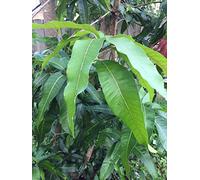 Portal Cool Xl 12 â€œlunga bio freschi foglie di mango dalla Florida