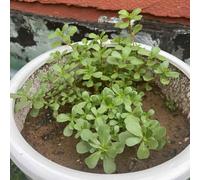 portulaca letto da giardino rialzato Aiule rialzate per il giardino da interno decorazione esterno copertura del terreno balcone serra interna 800semi