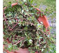 portulaca orticole giardino rare varietà antiche di Coltivare 1100semi