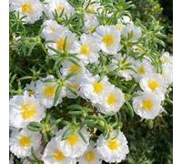 Portulaca rose Giardino roccioso, resistenti per il pieno sole Vecchie varietà resistenti arredamento del soggiorno rara rampicante 420semi