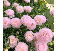 Portulaca rose Vecchie varietà resistenti Aiuole rialzate per il giardino tappezzanti in vaso rialzata arredamento del soggiorno rara rampicante 500semi