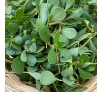 portulaca verdi medicinali Letti elevati per giardino invernale riverdimento tetti giardino semi 2000pcs