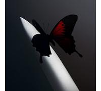 Twelve Carat Toothache