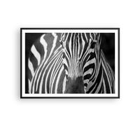 Poster 100x70cm Animali zebra a strisce Stampe Immagini Quadri Moderni Murale