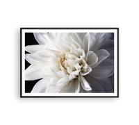 Poster 100x70cm Fiore Dalia Natura Stampe Immagini Quadri Moderni Murale