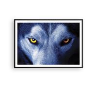 Poster 100x70cm Guarda il lupo gli occhi Stampe Immagini Quadri Moderni Murale
