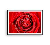 Poster 100x70cm Rosa fiore petali rugiada Stampe Immagini Quadri Moderni Murale