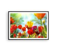 Poster 100x70cm Tulipano fiore piantagione prato Stampe Immagini Quadri Moderni