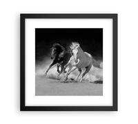 Poster 30x30cm Andaluso Cavalli Galoppo Stampe Immagini Quadri Moderni Murale