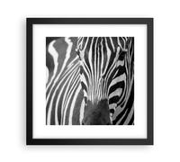 Poster 30x30cm Animali zebra a strisce Stampe Immagini Quadri Moderni Murale