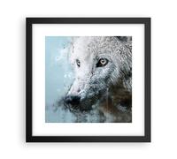 Poster 30x30cm Bianco il lupo foto Stampe Immagini Quadri Moderni Murale