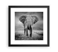 Poster 30x30cm Elefante natura selvaggia natura Stampe Immagini Quadri Moderni