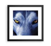 Poster 30x30cm Guarda il lupo gli occhi Stampe Immagini Quadri Moderni Murale