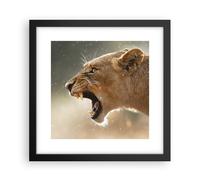 Poster 30x30cm Leone Leonessa Zanne Stampe Immagini Quadri Moderni Murale