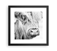 Poster 30x30cm Mucca Scotch Animale Stampe Immagini Quadri Moderni Murale