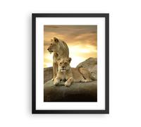 Poster 30x40cm Leoni tramonto rocce artigli Stampe Immagini Quadri Murale