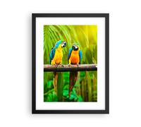 Poster 30x40cm Pappagalli Collor Natura uccelli Stampe Immagini Quadri Murale
