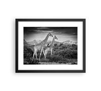Poster 40x30cm Giraffe Bianco E Nero Fotografia Stampe Immagini Quadri Moderni