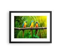 Poster 40x30cm Pappagalli Collor Natura uccelli Stampe Immagini Quadri Moderni
