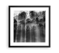 Poster 40x40cm Alberi Dentro Nebbia Stampe Immagini Quadri Moderni Murale