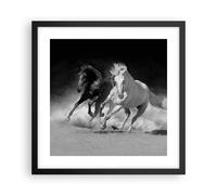 Poster 40x40cm Andaluso Cavalli Galoppo Stampe Immagini Quadri Moderni Murale