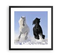 Poster 40x40cm Animali bellezza concorrenza Stampe Immagini Quadri Moderni