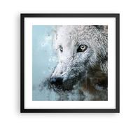 Poster 40x40cm Bianco il lupo foto Stampe Immagini Quadri Moderni Murale