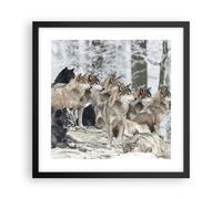 Poster 40x40cm Branco lupi inverno Stampe Immagini Quadri Moderni Murale