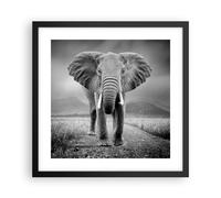 Poster 40x40cm Elefante natura selvaggia natura Stampe Immagini Quadri Moderni
