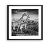 Poster 40x40cm Giraffe Bianco E Nero Fotografia Stampe Immagini Quadri Moderni