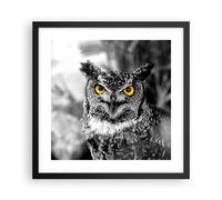 Poster 40x40cm Gufo uccello natura Stampe Immagini Quadri Moderni Murale