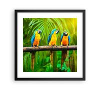Poster 40x40cm Pappagalli Collor Natura uccelli Stampe Immagini Quadri Moderni