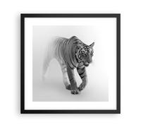 Poster 40x40cm Tigre Monocromatico Ritratto Stampe Immagini Quadri Moderni