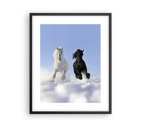 Poster 40x50cm Animali bellezza concorrenza Stampe Immagini Quadri Murale