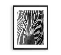 Poster 40x50cm Animali zebra a strisce Stampe Immagini Quadri Moderni Murale