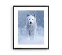 Poster 40x50cm Bianco lupo neve Stampe Immagini Quadri Moderni Murale