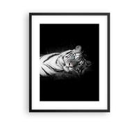 Poster 40x50cm Bianco tigre bianco e nero Stampe Immagini Quadri Moderni Murale