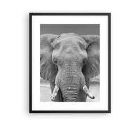 Poster 40x50cm Elefante Africa Animale Stampe Immagini Quadri Moderni Murale