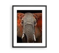 Poster 40x50cm Elefante rosso orecchie Stampe Immagini Quadri Moderni Murale
