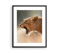 Poster 40x50cm Leone Leonessa Zanne Stampe Immagini Quadri Moderni Murale