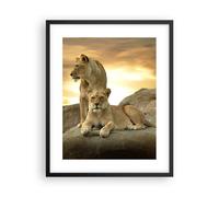 Poster 40x50cm Leoni tramonto rocce artigli Stampe Immagini Quadri Murale